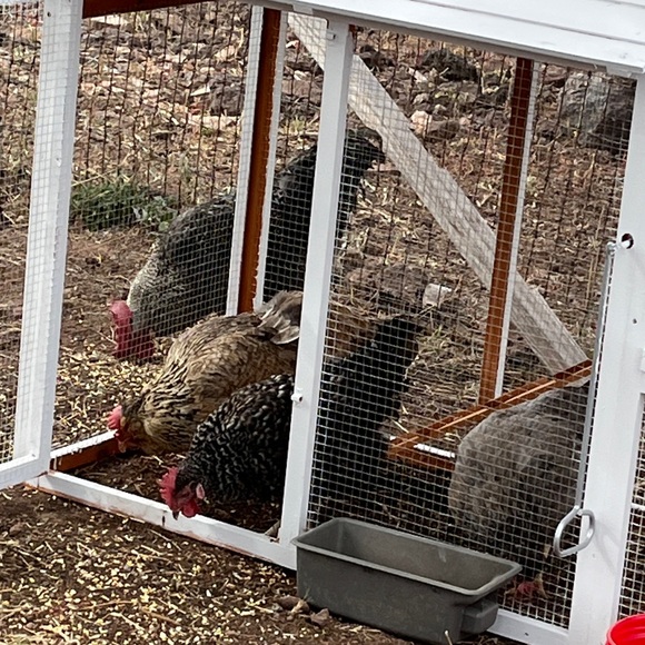 Meet your Posher, Sara - Picture 7 of 8